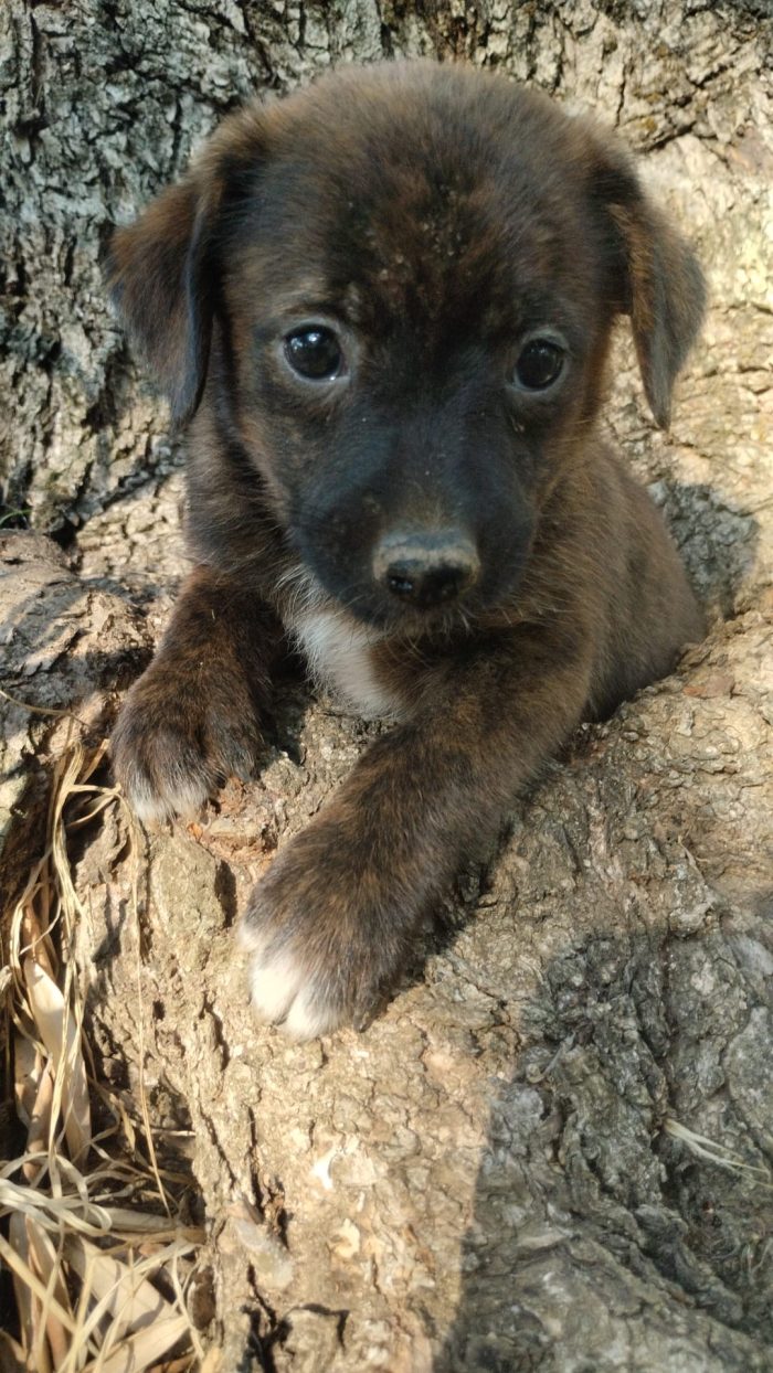 Nala splendida dolce cucciola cerca casa - media 5