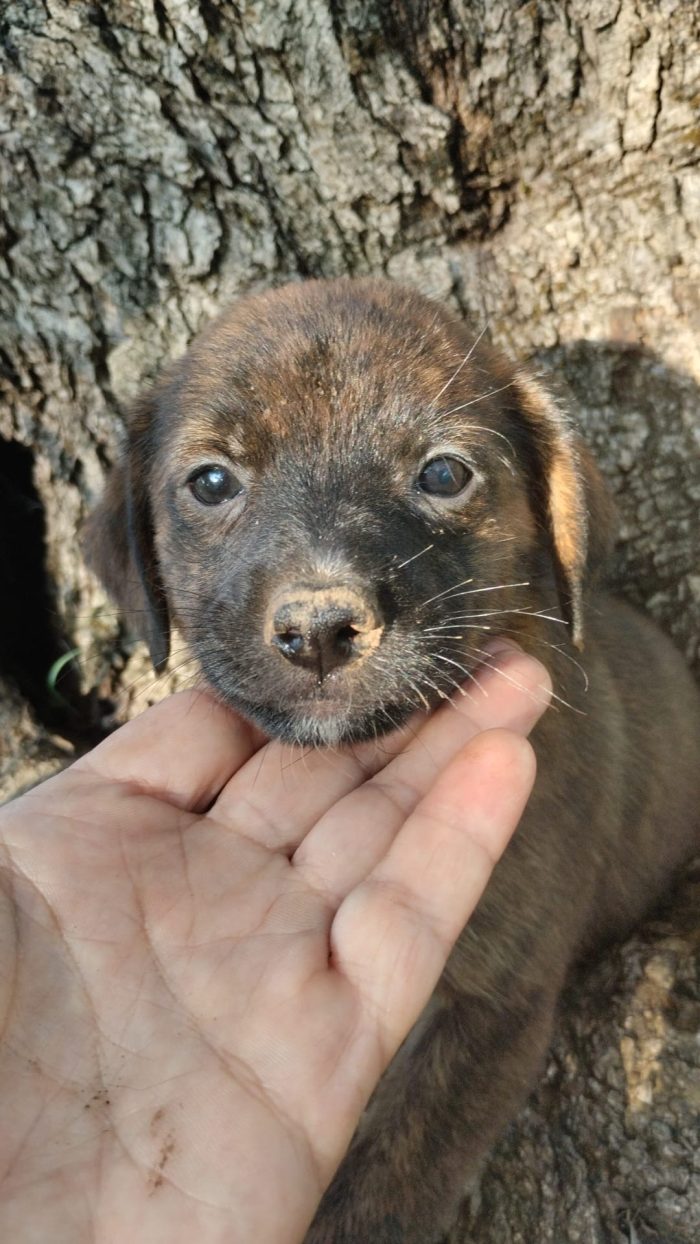 Nala splendida dolce cucciola cerca casa - media 6