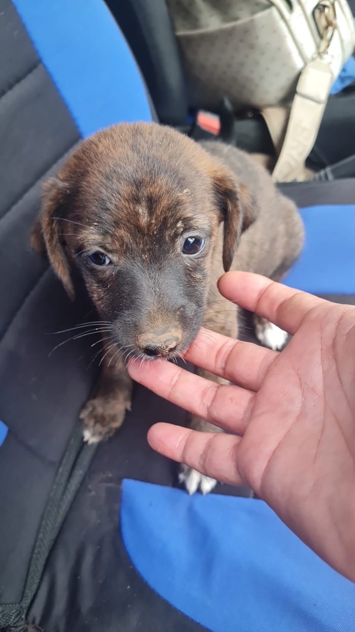 Nala splendida dolce cucciola cerca casa - media 9