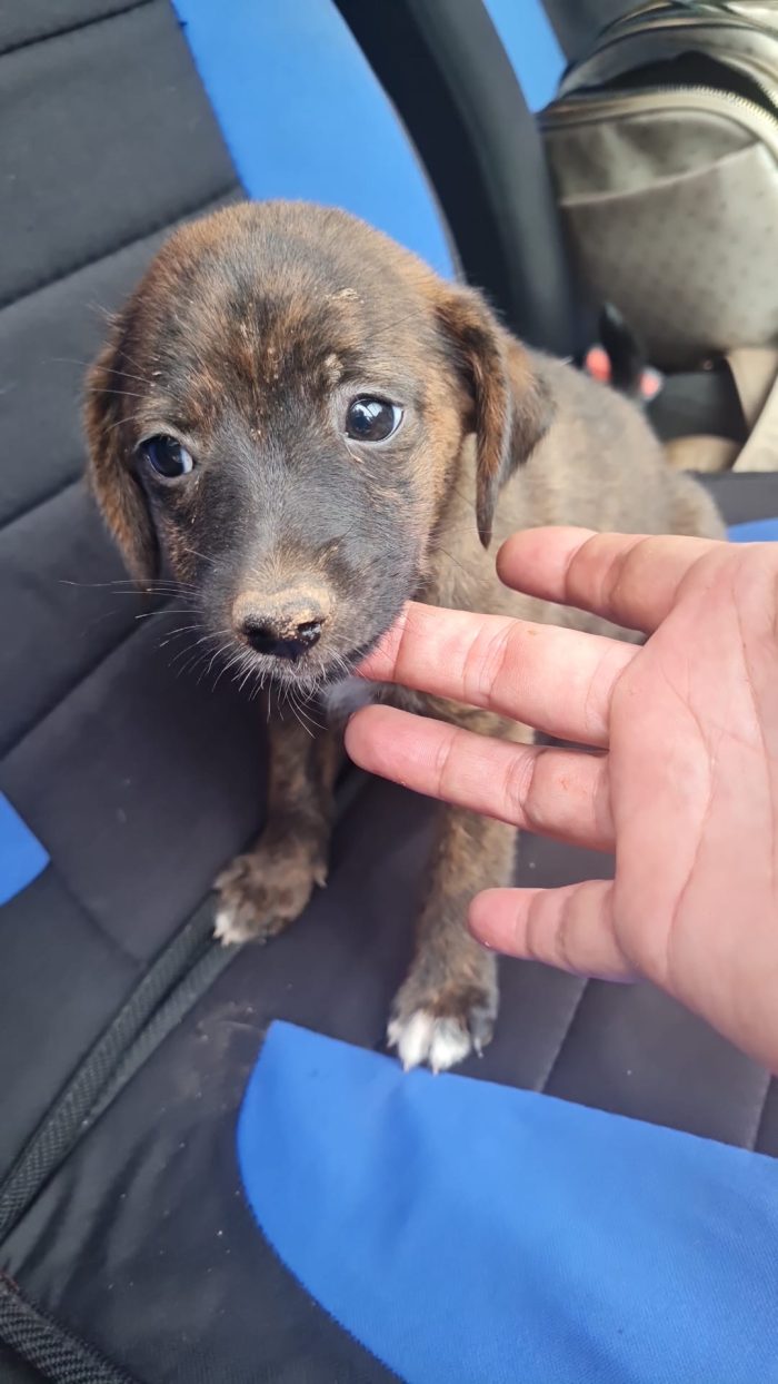 Nala splendida dolce cucciola cerca casa - media 8