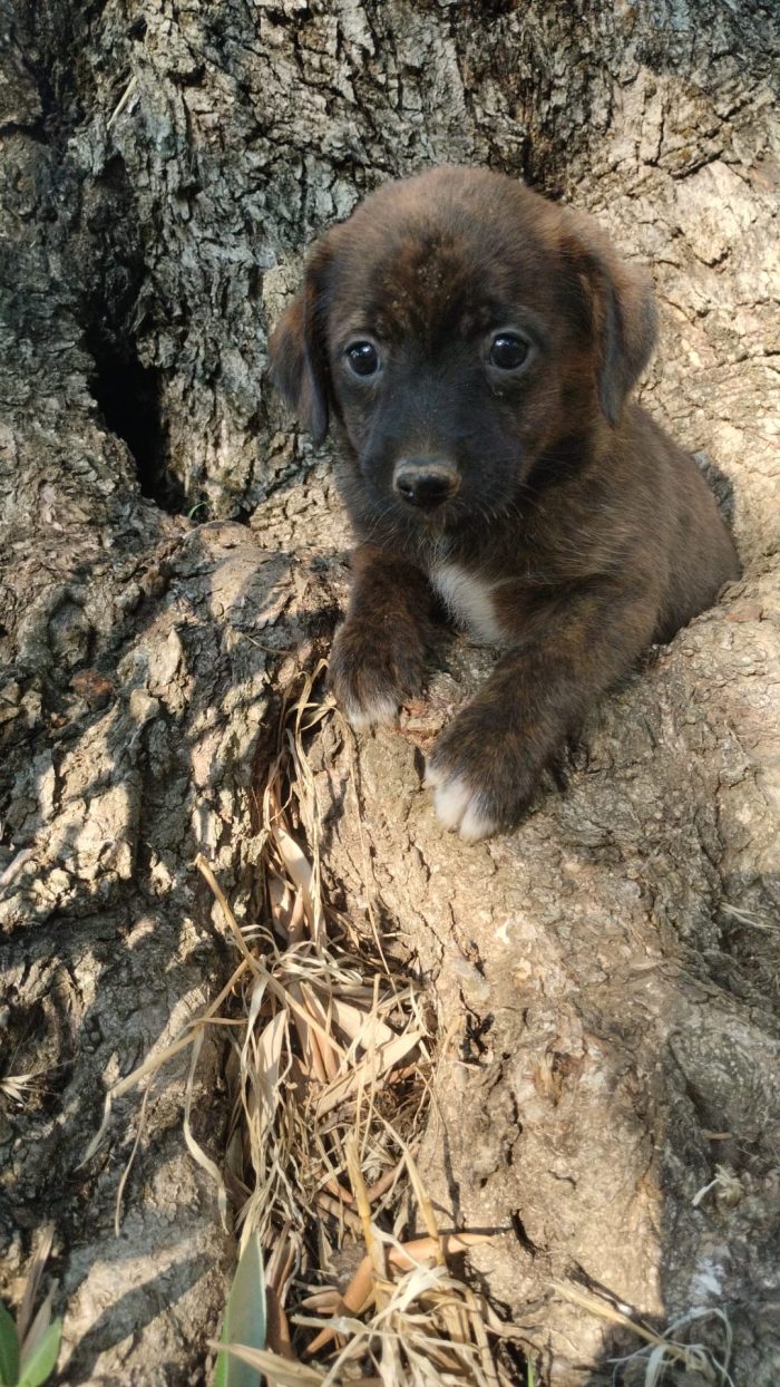 Nala splendida dolce cucciola cerca casa - media 7