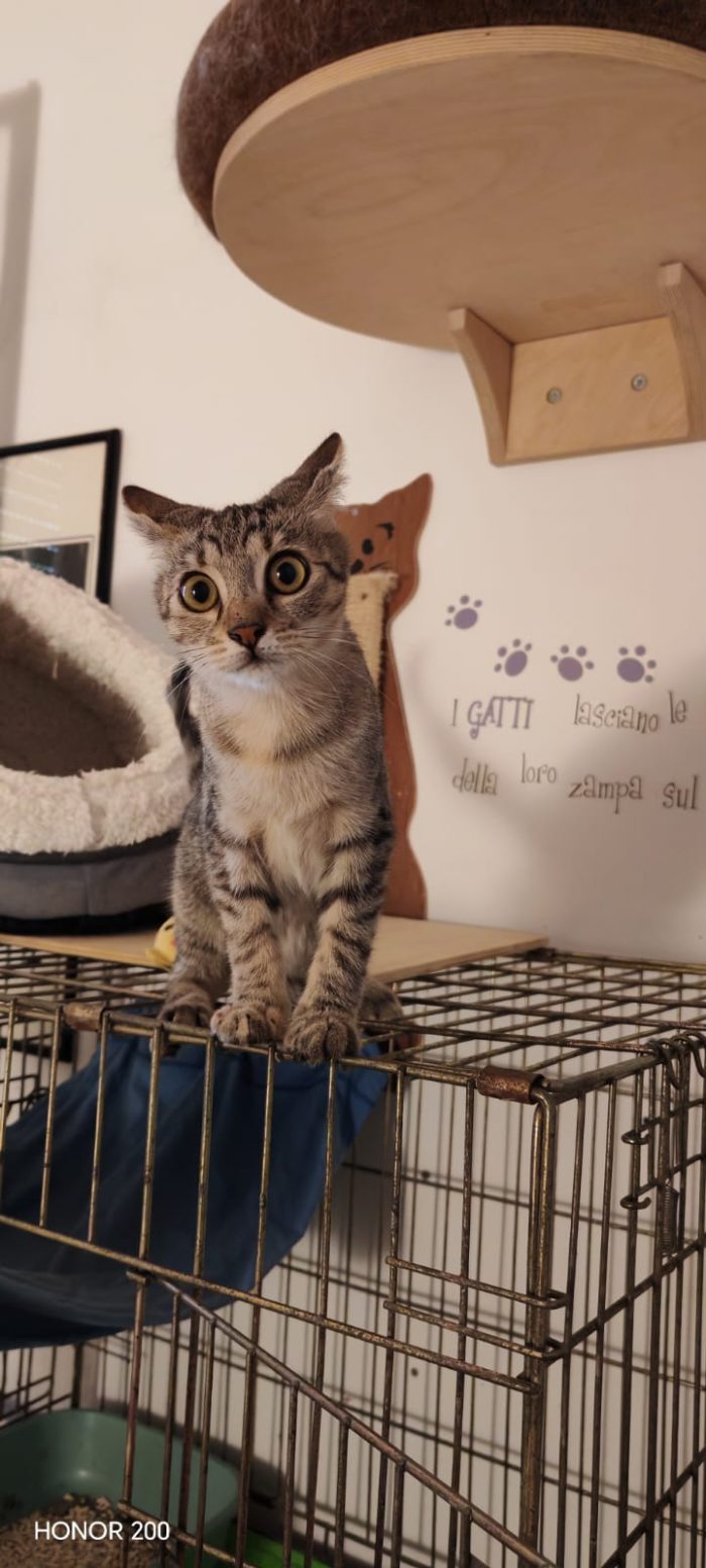 3 mesi circa, vive tra uno stanzino e un Kennel