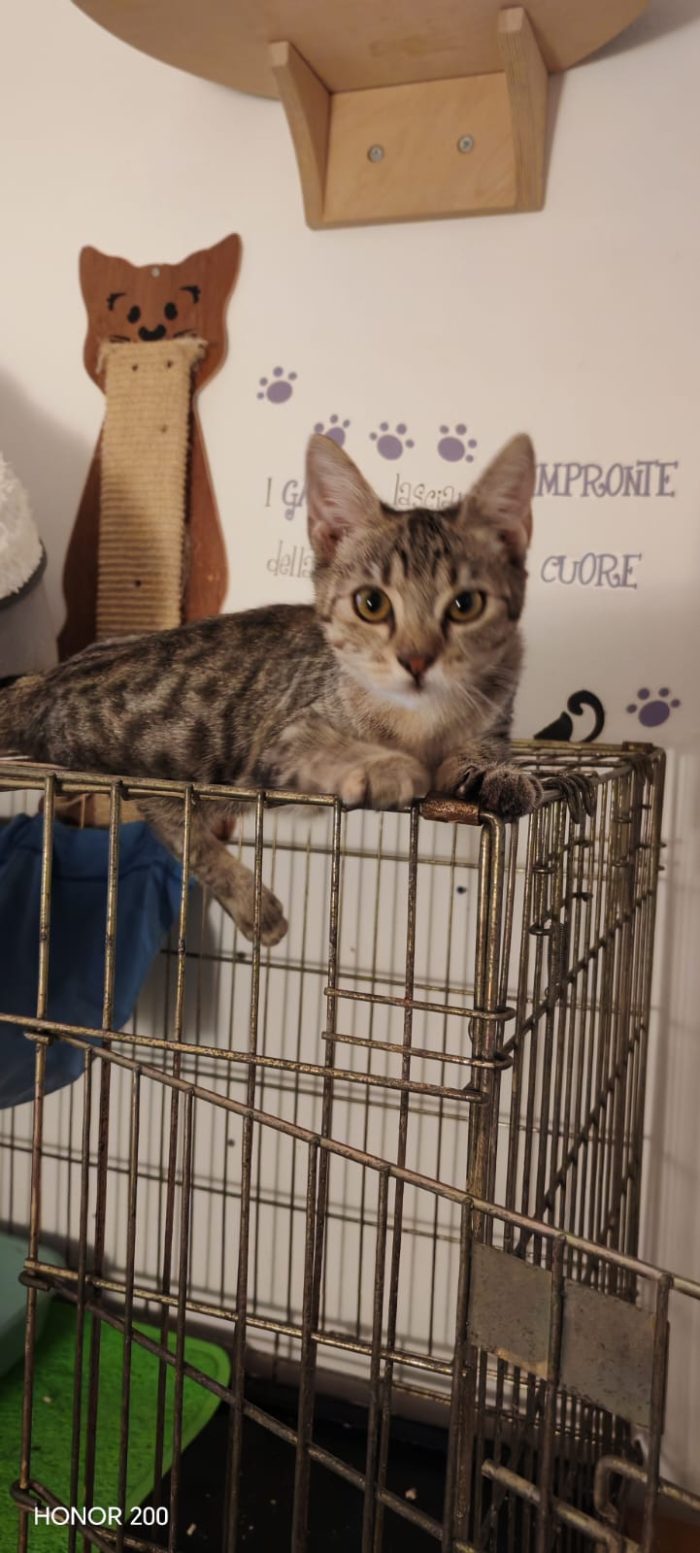 3 mesi circa, vive tra uno stanzino e un Kennel