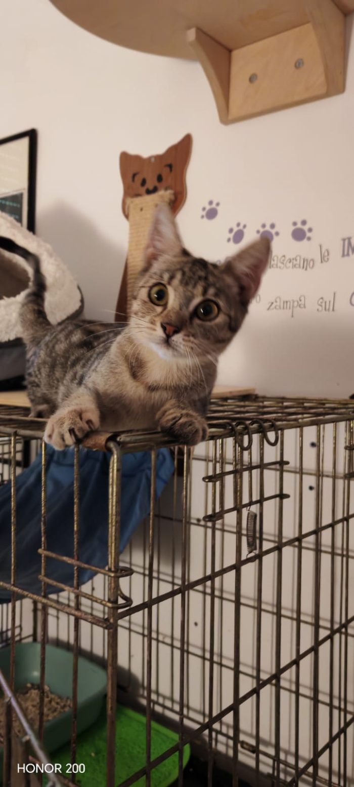 3 mesi circa, vive tra uno stanzino e un Kennel