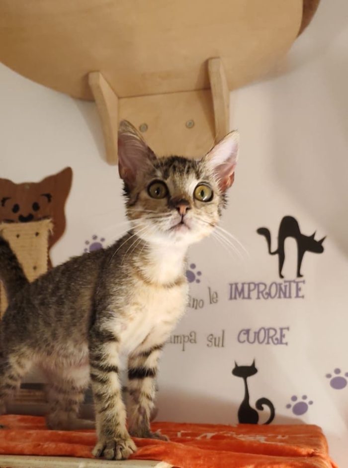 3 mesi circa, vive tra uno stanzino e un Kennel - media 8