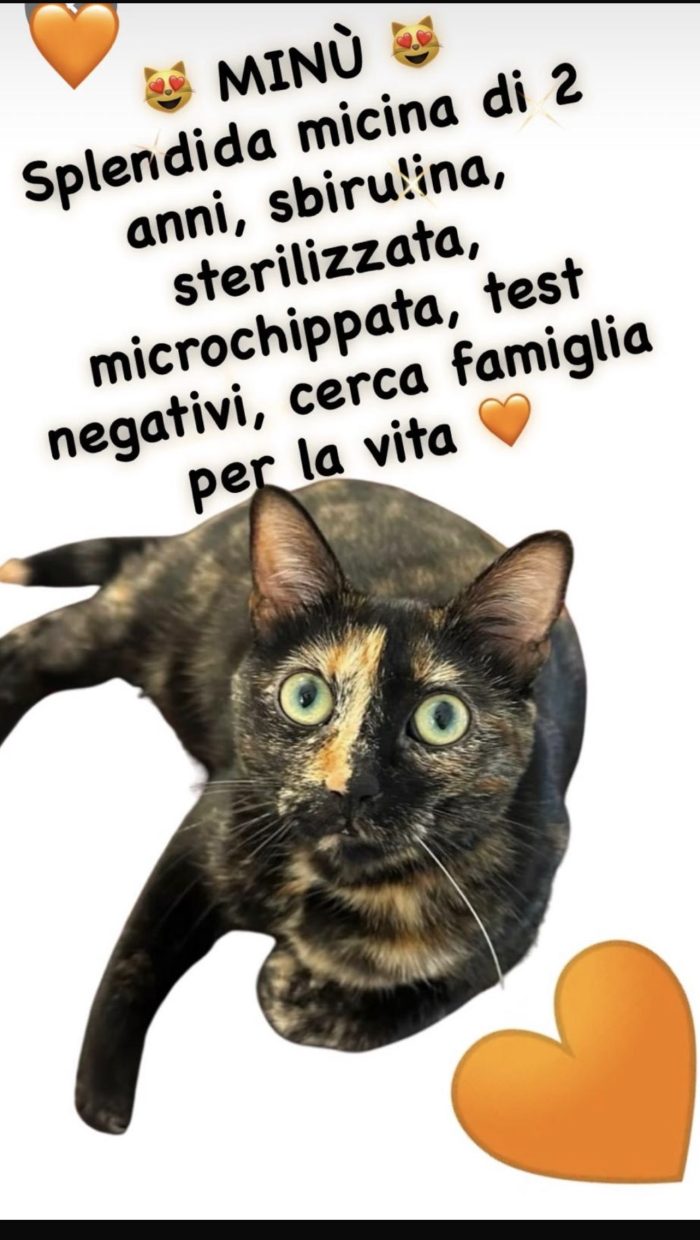 Minu dolcissima micina simil calico