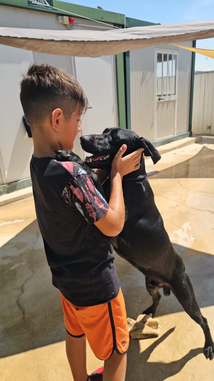 Massi splendido giovane simil Bracco/Labrador