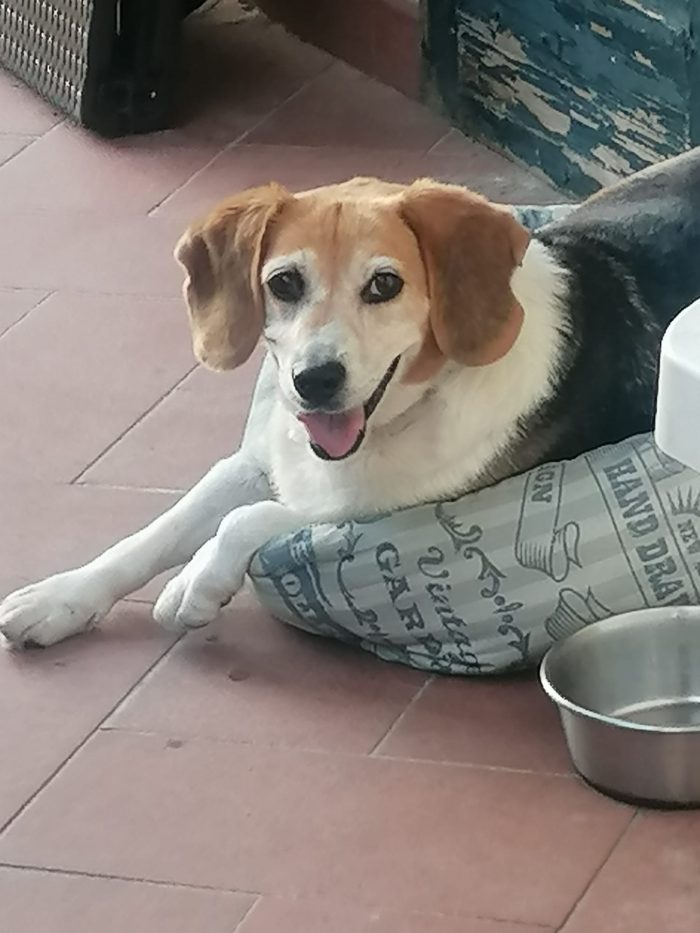 Asia, Beagle rimasta sola