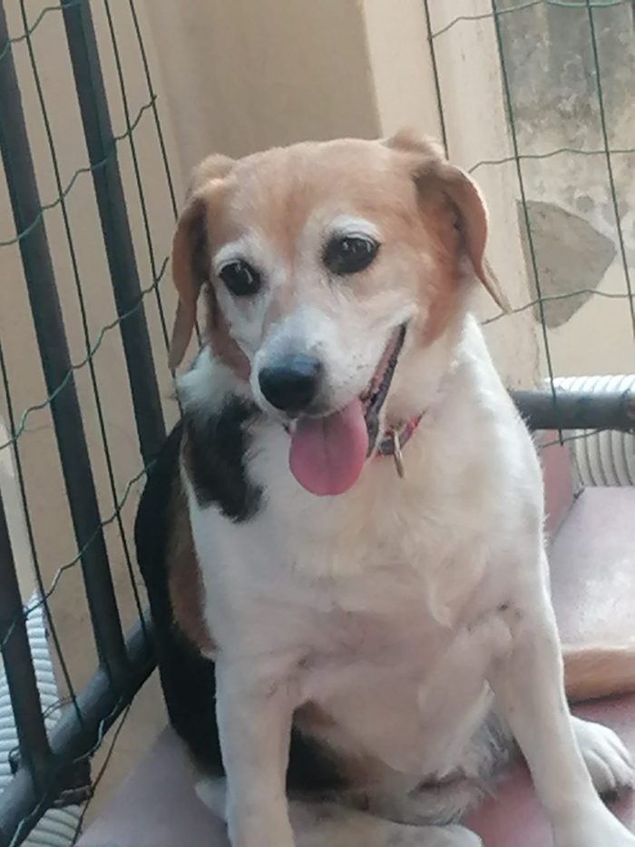 Asia, Beagle rimasta sola