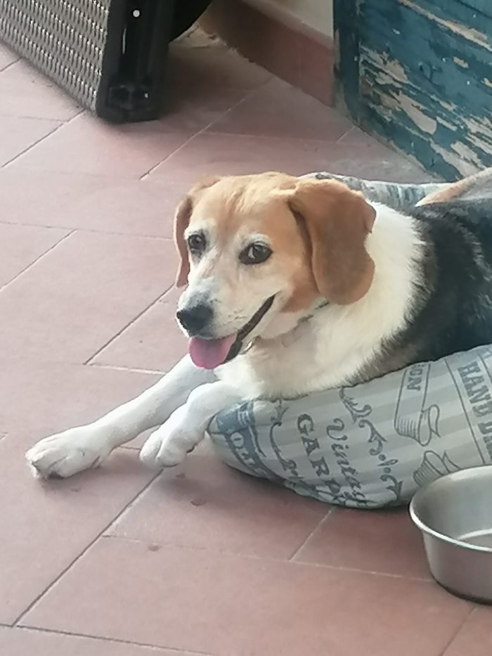 Asia, Beagle rimasta sola