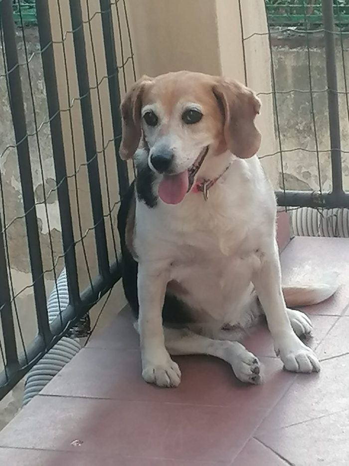 Asia, Beagle dolcissima cerca famiglia - media 5