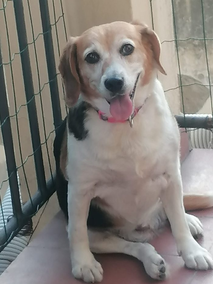 Asia, Beagle dolcissima cerca famiglia - media 4
