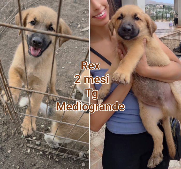 Adozioni cuccioli! Puppies