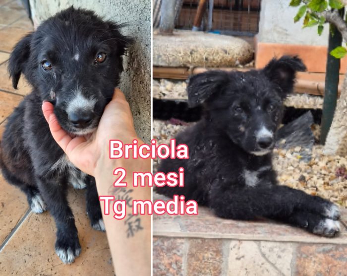 Adozioni cuccioli! Puppies
