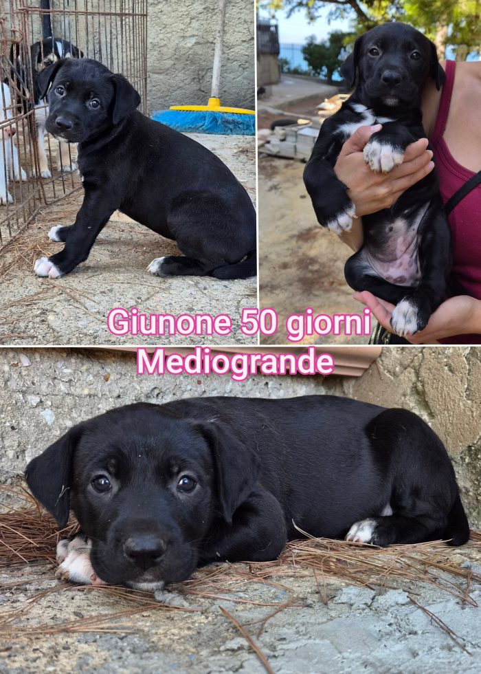 Adozioni cuccioli! Puppies - media 4