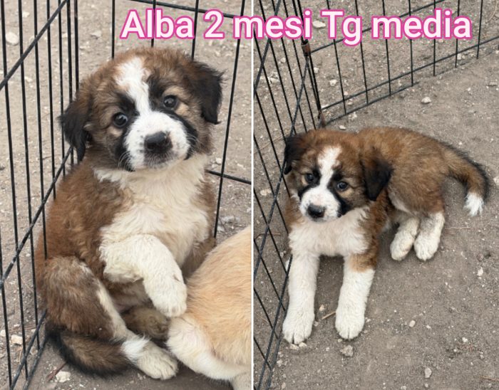 Adozioni cuccioli! Puppies - media 10