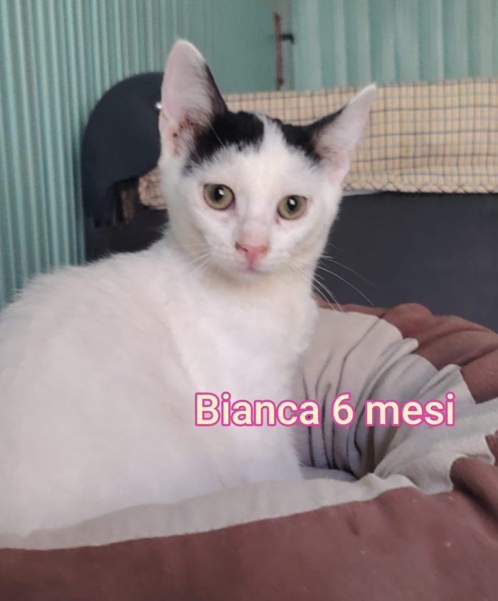 Micini esclusi e soli - media 7