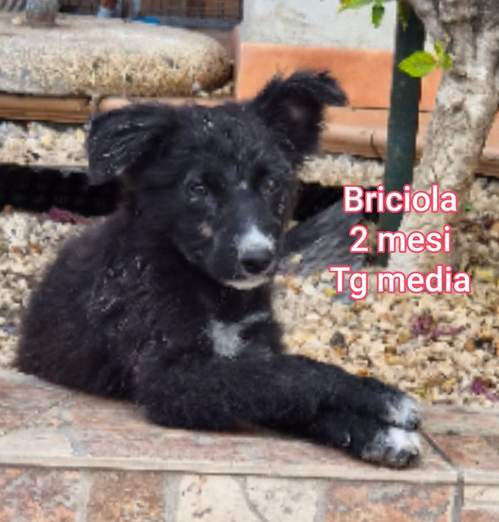 Stupendi trovatelli! 2 mesi