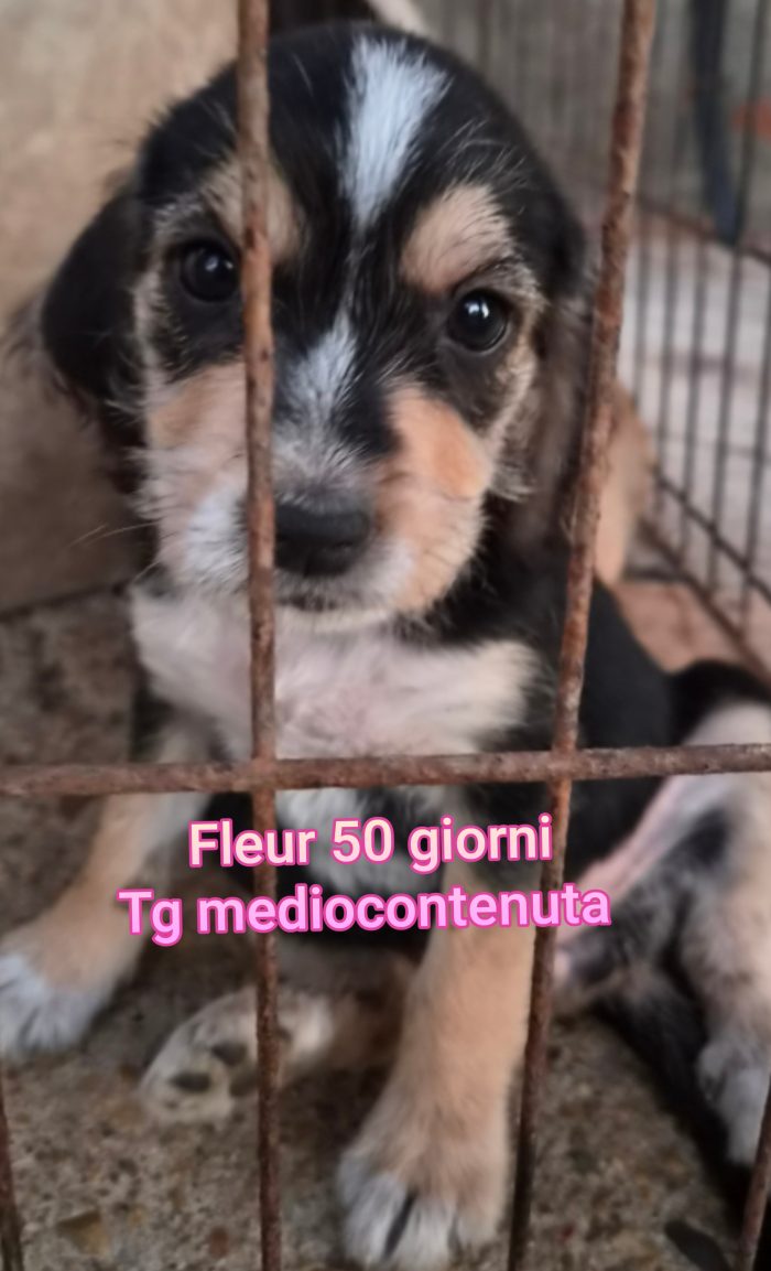 Stupendi trovatelli! 2 mesi