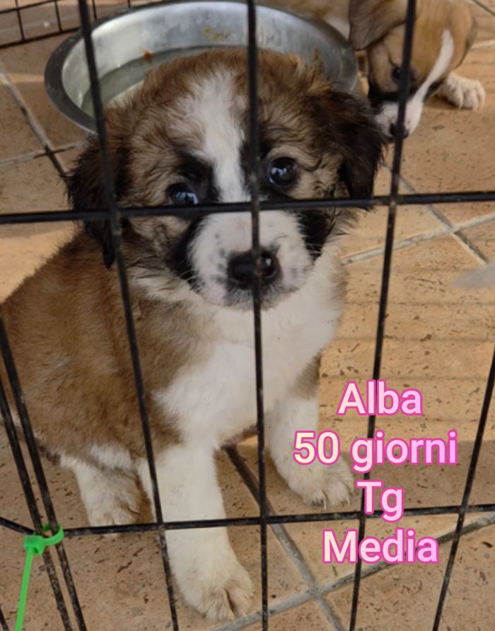Stupendi trovatelli! 2 mesi - media 4