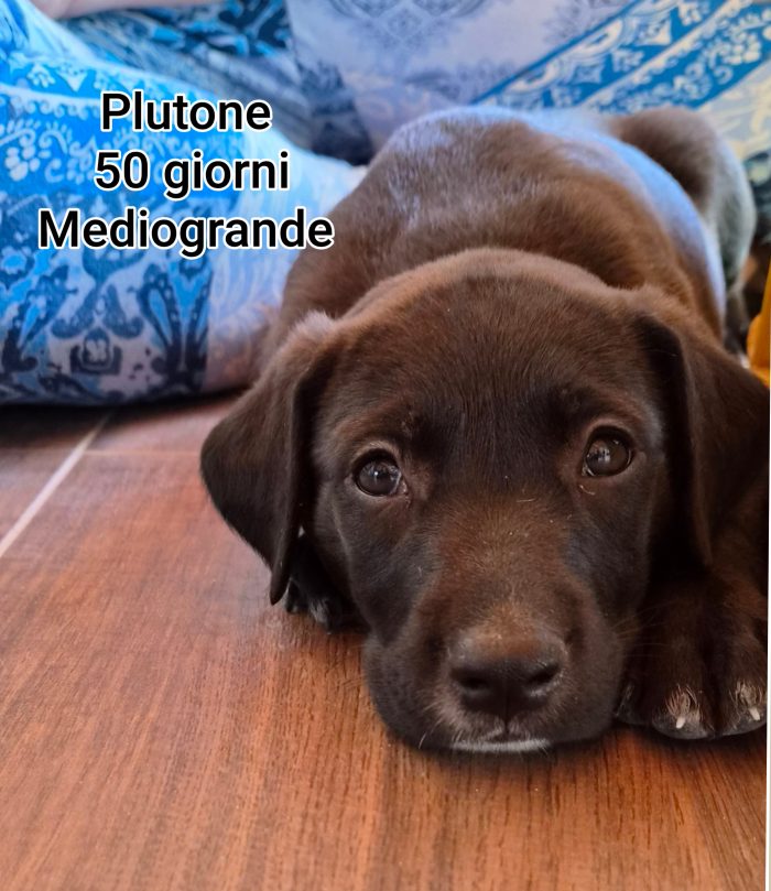 Stupendi trovatelli! 2 mesi - media 5