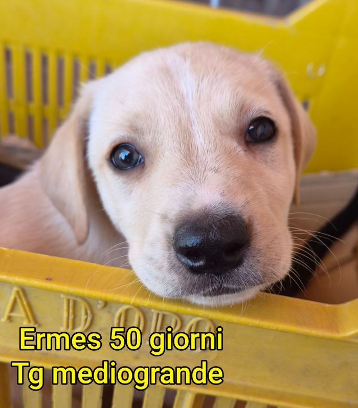 Stupendi trovatelli! 2 mesi - media 7