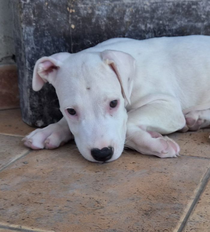 Blanco 2 mesi simil dogo/pitbull