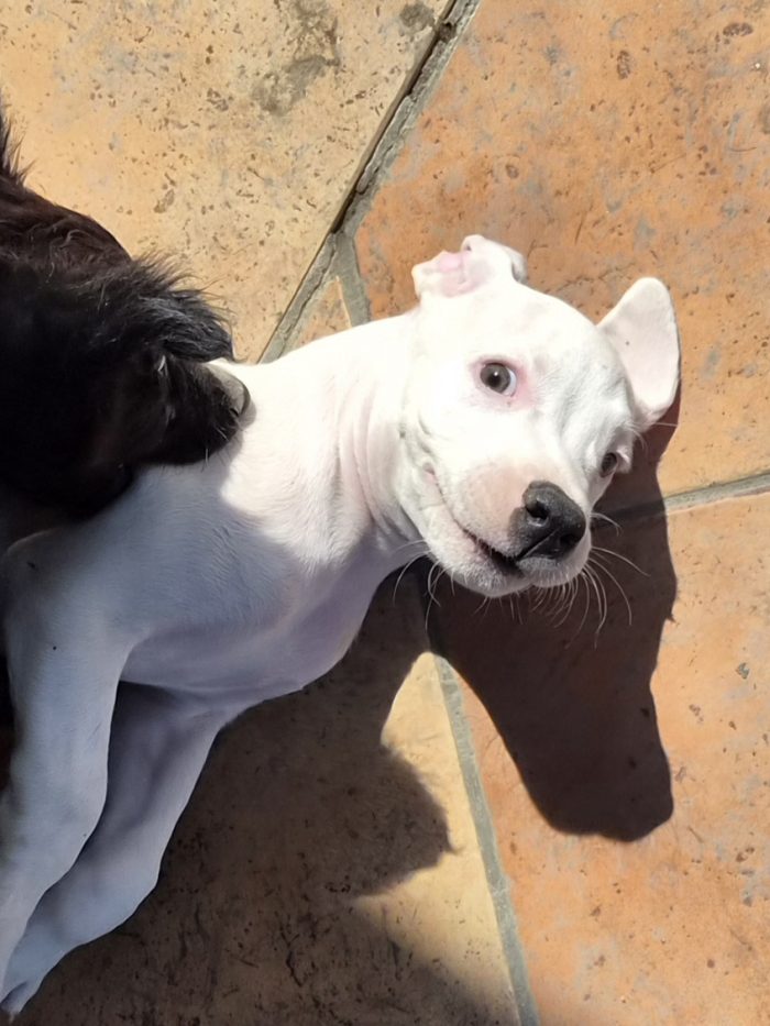 Blanco 2 mesi simil dogo/pitbull