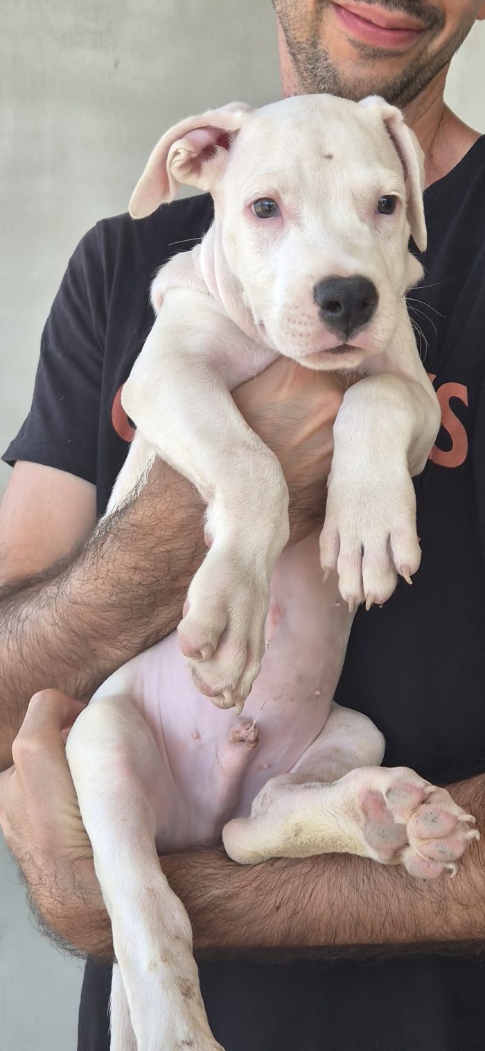 Blanco 2 mesi simil dogo/pitbull - media 5