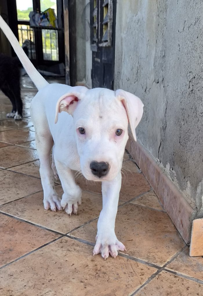 Blanco 2 mesi simil dogo/pitbull - media 4