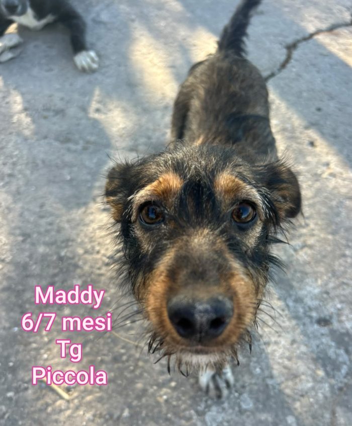 Cagnolini di taglia ridotta