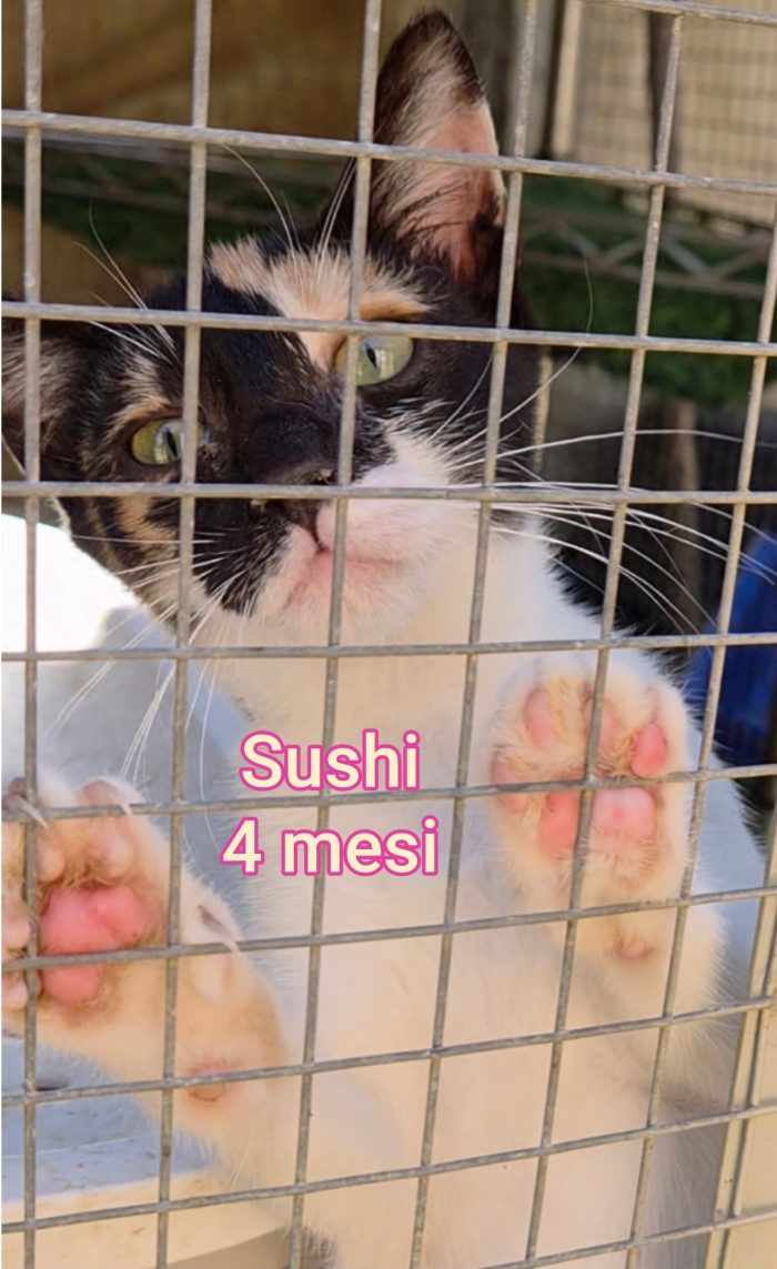 Miao! Micini urgente