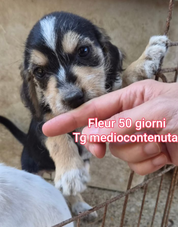Tanti cuccioli in rifugio