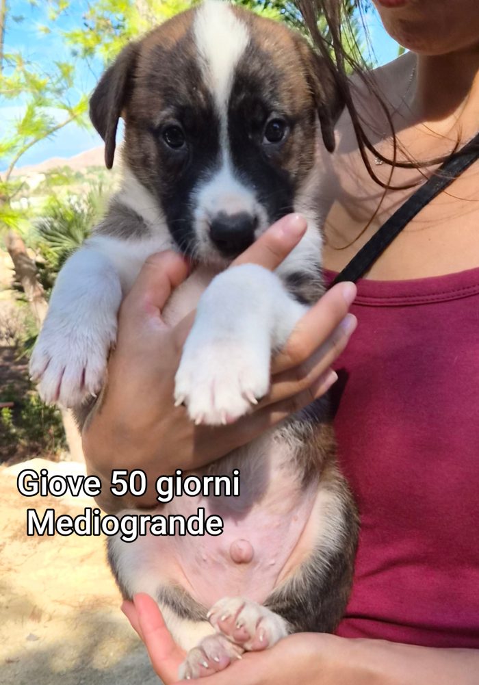 Tanti cuccioli in rifugio - media 5