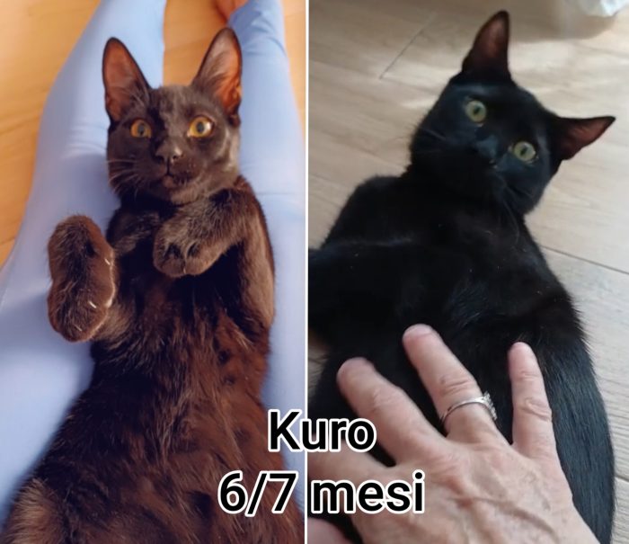 Gattini dai 3 mesi