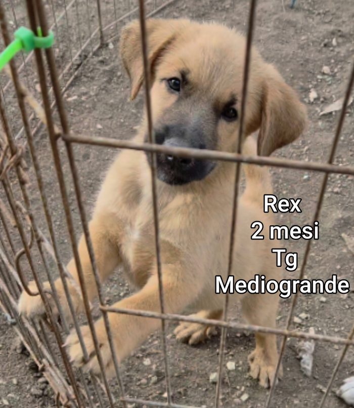 Aiutate questi cuccioli