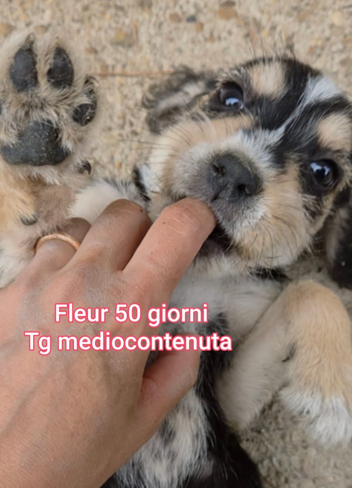 Aiutate questi cuccioli