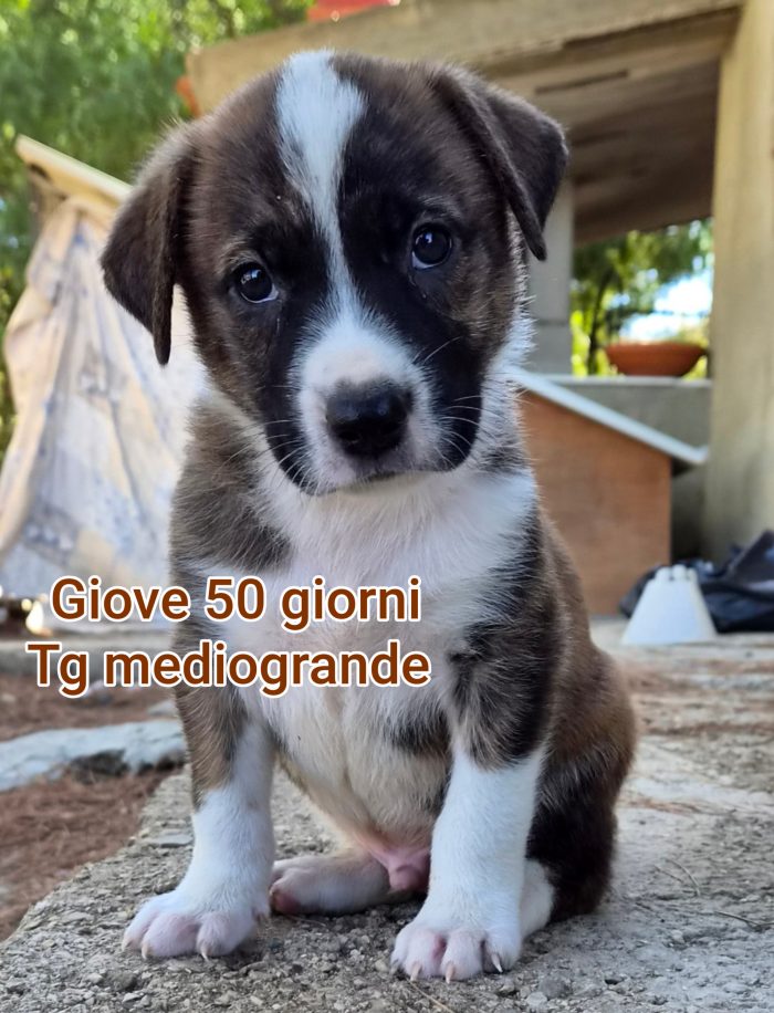 Aiutate questi cuccioli - media 5