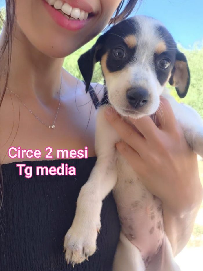 Aiutate questi cuccioli - media 6