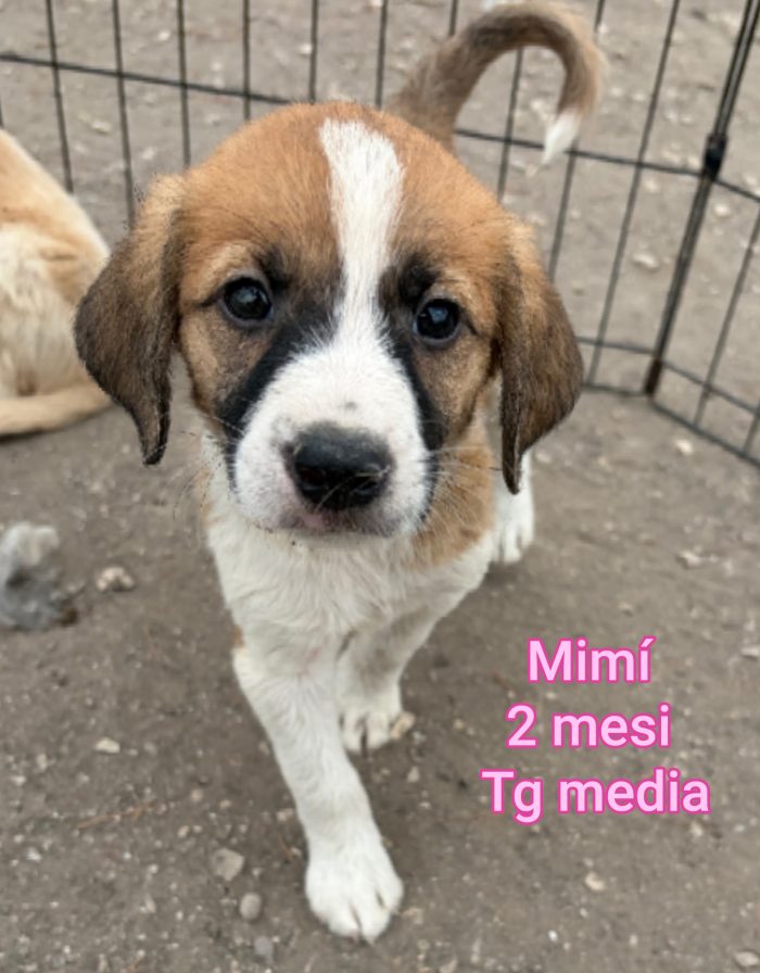 Aiutate questi cuccioli - media 8