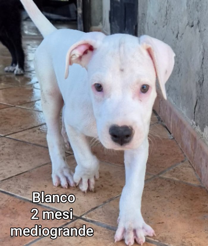 Aiutate questi cuccioli - media 10