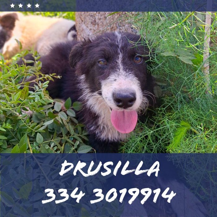 Drusilla aspetta chi la tenga con sé per sempre