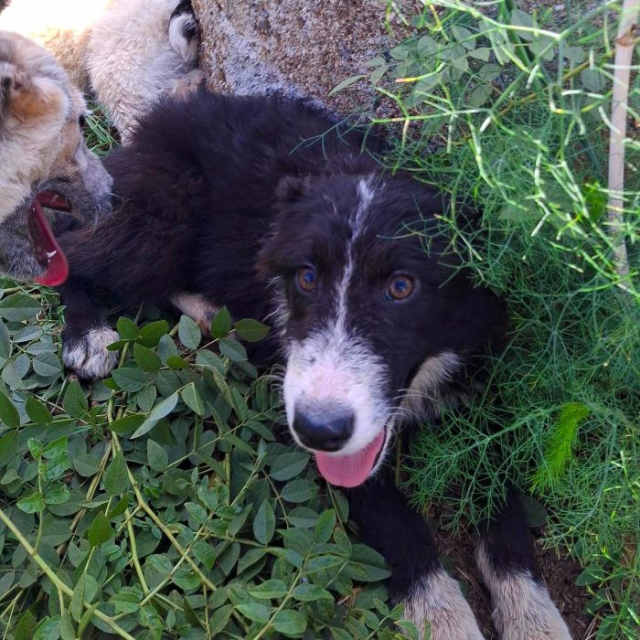 Drusilla aspetta chi la tenga con sé per sempre