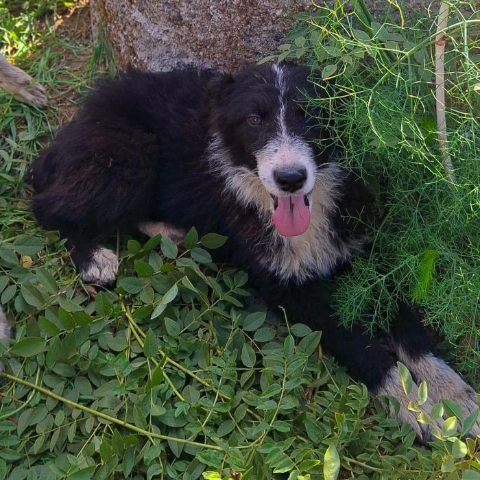 Drusilla aspetta chi la tenga con sé per sempre - media 5