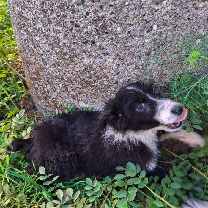 Drusilla aspetta chi la tenga con sé per sempre - media 8