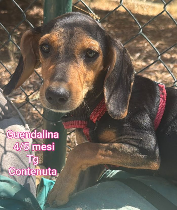 Disponibili cani piccini - media 5