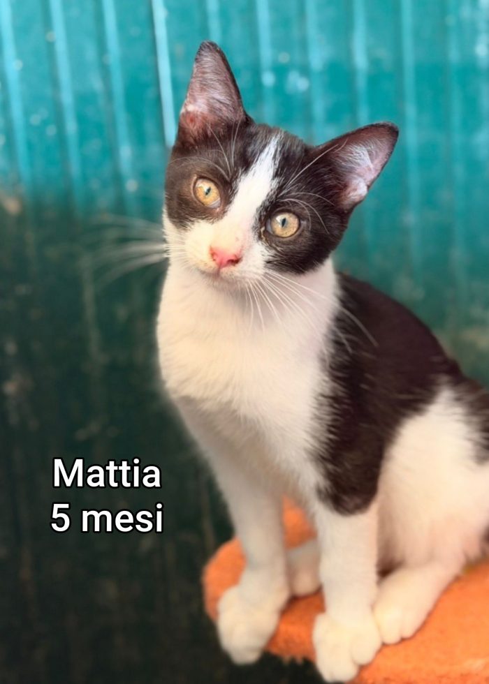Gattini: siamo al collasso - media 5