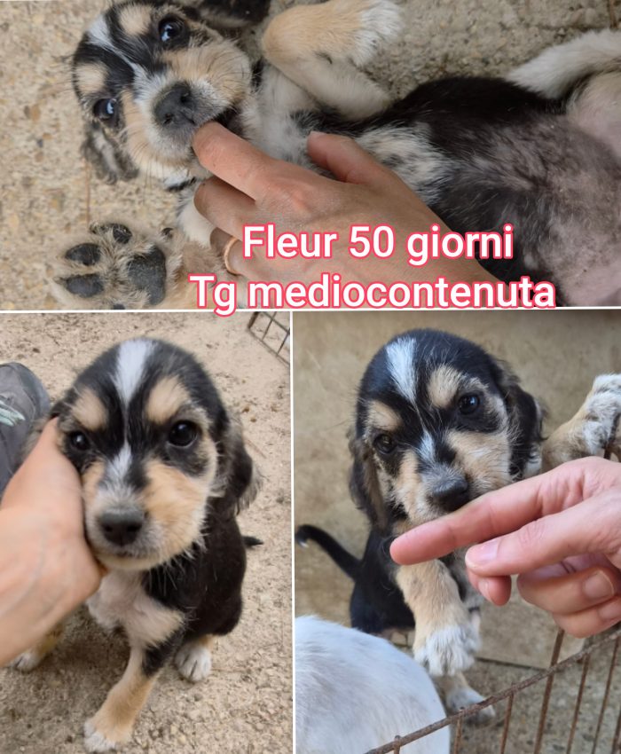 Invisibili cuccioli 2/3 mesi