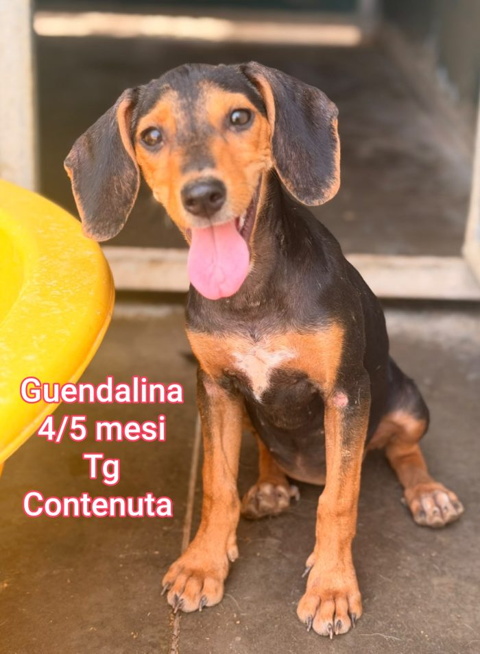 Canini taglia contenuta - media 7