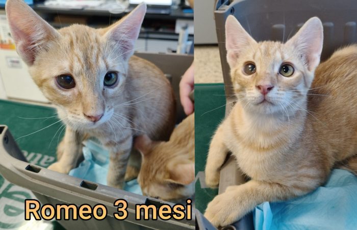 Chiamate per adottare un miao